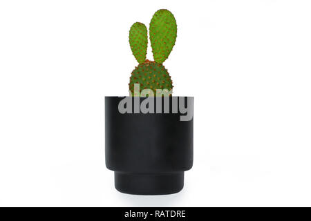 Piccolo, grazioso Opuntia microdasys, Angelwings, Bunny orecchie o Polka Dot cactus impianto in un piccolo fiore nero pot isolati su sfondo bianco Foto Stock