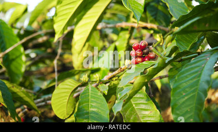 I chicchi di caffè la maturazione sul ramo coffee tree. azienda di caffè e piantagione in Indonesia. rosso di bacche di caffè Foto Stock