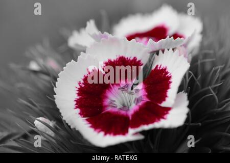 Colorsplash del rosso e del bianco dolce William (Dianthus barbatus) Fiori Foto Stock