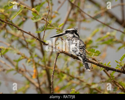 Il pied kingfisher (Ceryle rudis), su un albero in paludi di Mabamba, il lago Victoria, Uganda Foto Stock