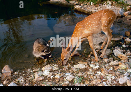 Raccoon e fawn bere da uno stagno, Missouri USA Foto Stock