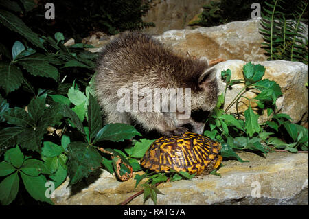 Il giovane Raccoon sta tentando di aprire il guscio di una tartaruga riccamente decorata in un giardino sul retro, Missouri, Stati Uniti Foto Stock