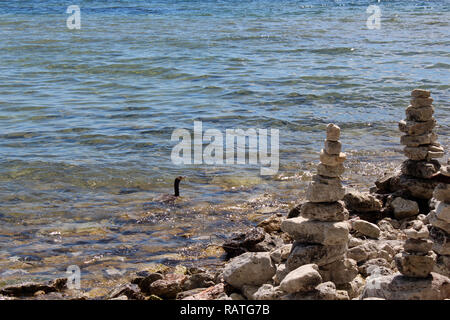 Un solido marrone duck nuotando lungo la costa rocciosa del lago Michigan in grotta punto County Park, Storione Bay, Wisconsin, STATI UNITI D'AMERICA Foto Stock