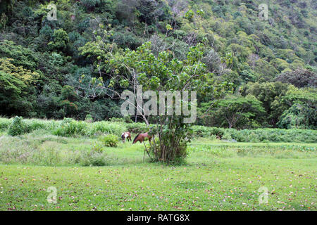 Due cavalli selvaggi di pascolare su erba in Waipio Valley, Honokaa, Hawaii, STATI UNITI D'AMERICA Foto Stock