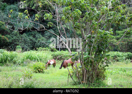 Due cavalli selvaggi di pascolare su erba in Waipio Valley, Honokaa, Hawaii, STATI UNITI D'AMERICA Foto Stock