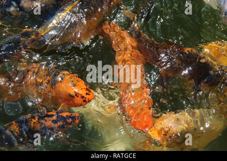Una ripresa macro di un brulicare gruppo di pesci koi in attesa di feed. Foto Stock