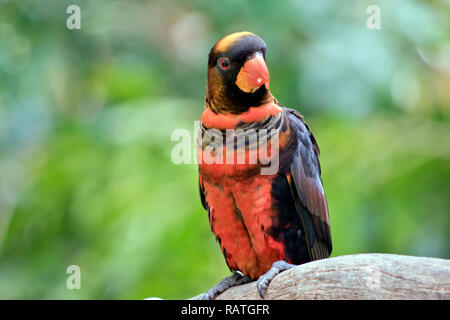 Si tratta di una chiusura di un dusky lory appollaiato in una struttura ad albero Foto Stock