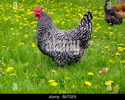 Bella roccia sbarrata gallina ovaiola piedi tra fiori gialli in primavera prato cercando feroce, STATI UNITI D'AMERICA Foto Stock