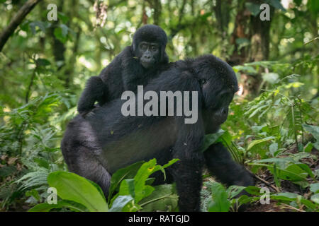 La madre e il bambino i gorilla di montagna, Gorilla beringei beringei, Foresta impenetrabile di Bwindi National Park, Uganda Foto Stock