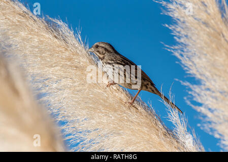 Casa adorabile Finch ulteriore spostamento fuori sul suo deciduo erba ornamentale pesce persico mentre mangia. Foto Stock