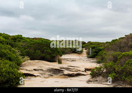 Polveroso e rocky lonely percorso attraverso la vegetazione asciutta con drammatica sky in Australian molla (Royal National Park, Australia) Foto Stock