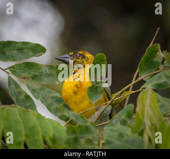 Sud Tessitore mascherato (Ploceus velatus), o africani Tessitore mascherato, Uganda, Africa Foto Stock