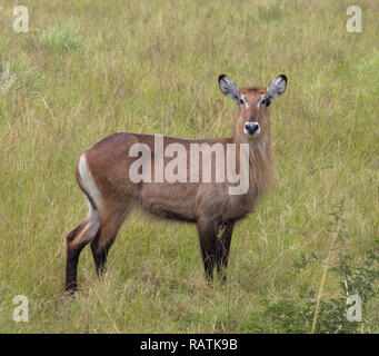 Femmina Defassa Waterbuck, Kobus ellipsiprymnus ssp. defassa, Queen Elizabeth Park, Uganda, Africa Foto Stock