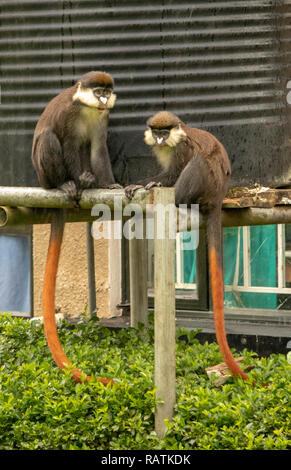 Il red-tailed monkey o nero-cheeked bianco-scimmia dal naso rosso-tailed guenon o Schmidt's (guenon Cercopithecus ascanius), Bwindi Ospedale della Comunità Foto Stock