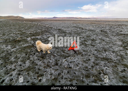 Un bianco cane bassotto sulla terra asciutta, Urmia lake, il secondo più grande lago salato nel mondo Foto Stock