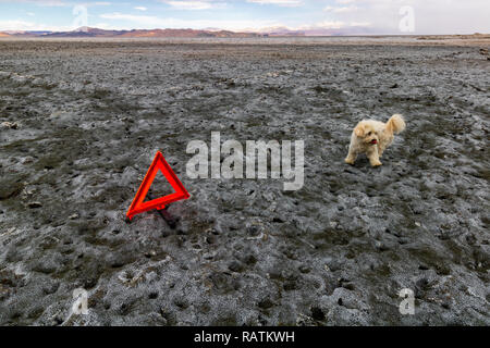 Un bianco cane bassotto sulla terra asciutta, Urmia lake, il secondo più grande lago salato nel mondo Foto Stock