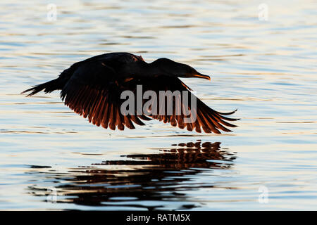 Double-crested cormorant nella silhouette bassa volo su stagno Foto Stock