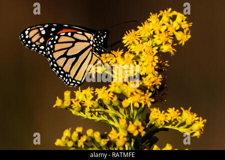 La migrazione di farfalle monarca rovistando in autunno mare oro Foto Stock