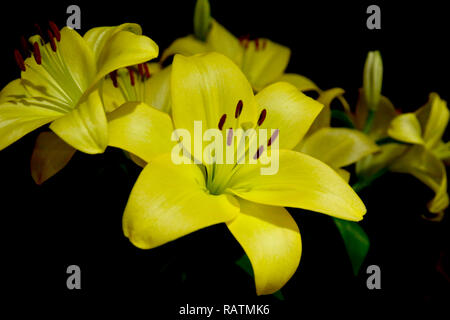 Il Lilium asiatico Gironde Foto Stock