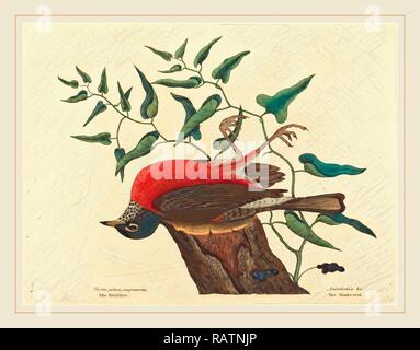 Mark Catesby,inglese, (1679-1749), le Allodole Cesene Beccacce di Carolina (Turdus migratorius), pubblicato 1731-1743, colorate a mano reinventato Foto Stock