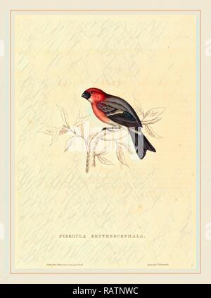 Elizabeth Gould, British (1804-1841), Pyrrhula Erythrocephala (Redheaded Bullfinch), colorate a mano litografia reinventato Foto Stock