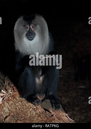 Lion coda Macaque close up Foto Stock