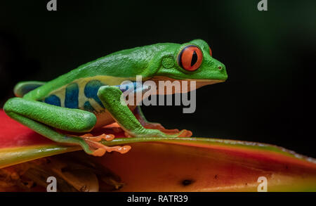 Con gli occhi rossi raganella in Costa Rica Foto Stock