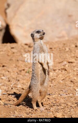 Un singolo Meerkat sulla sabbia Foto Stock