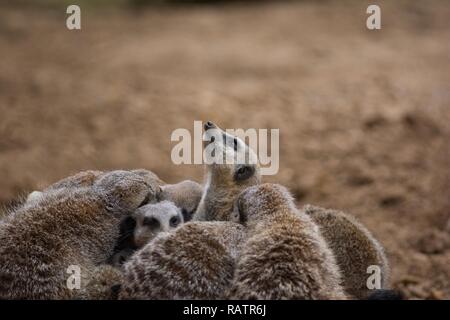 Un gruppo di Meerkats Foto Stock