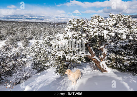 Color platino Golden Retriever cane nella neve fresca sul Po Rainbow Trail, appena fuori Salida, Colorado, STATI UNITI D'AMERICA Foto Stock