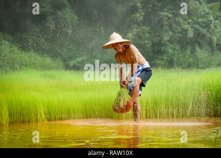 Agricoltore thai / uomo agricoltore colpito il riso baby tenendo a portata di mano nel campo di riso - vecchio contadino agricoltura Agricoltura di impianto campo verde terreno coltivato in countr Foto Stock