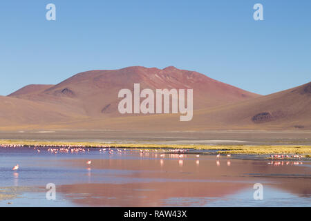 Laguna Colorada fenicotteri, Bolivia. Puna flamingo. Fauna andina. Rosso Laguna Foto Stock