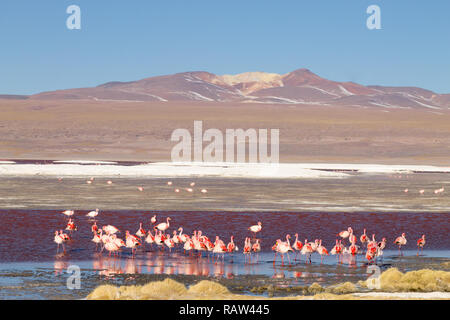 Laguna Colorada fenicotteri, Bolivia. Puna flamingo. Fauna andina. Rosso Laguna Foto Stock