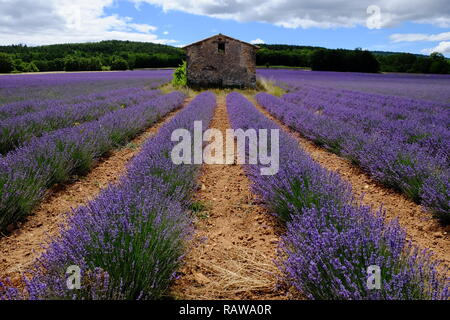 Provenza campo di lavanda, Francia Foto Stock