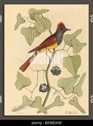 Mark Catesby (inglese, 1679 - 1749), Crested Flycatcher (Muscicapa cristata), pubblicato 1754, colorate a mano reinventato Foto Stock