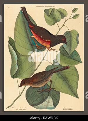 Mark Catesby (inglese, 1679 - 1749), il Towhe Bird (Fringilla erythrophthalma), pubblicato 1754, colorate a mano reinventato Foto Stock