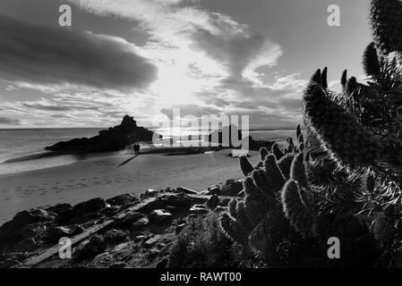 Una vista di sunrise al di sopra di Shag Rock Beach in Christchurch in Nuova Zelanda Foto Stock