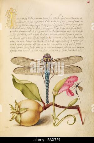 Dragonfly, pera, Garofano, ed insetti, Joris Hoefnagel, fiammingo / ungherese, 1542 - 1600, e Georg Bocskay reinventato Foto Stock