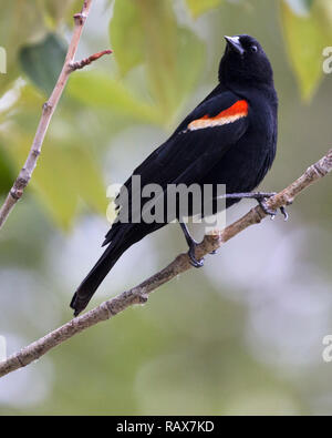Uccello nero alare-rosso arroccato su ramo di albero. Agelaius phoeniceus Foto Stock