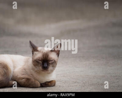 Thai famoso (gatto siamese gatto, Luna Diamante, Seal Point) in scuro e marrone capelli dormire sul pavimento con spazio di copia Foto Stock