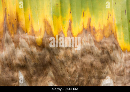 Foglia secca di banana tree, Pisang Awak banana Foto Stock