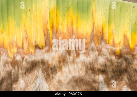 Foglia secca di banana tree, Pisang Awak banana Foto Stock