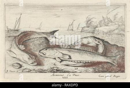 Weeverfish, Trachinidae sulla spiaggia, Albert Flamen, 1664. Reinventato da Gibon. Arte Classica con un tocco di moderno reinventato Foto Stock