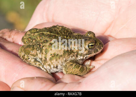 Natterjack toad (Epidalea calamita), UK, in mano Foto Stock