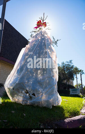 Giorni dopo le vacanze di Natale, dal vivo un albero di Natale, avvolto in un cestino di plastica sacchetto, viene buttata via per il marciapiede per il cestino pick up. Foto Stock