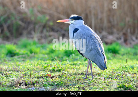 Airone cinerino (Ardea cinerea) in St James Park, London, Regno Unito Foto Stock