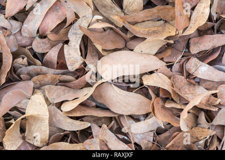 Mopane secco lascia sul terreno, butterfly tree, Colophospermum mopane, Namibia Foto Stock