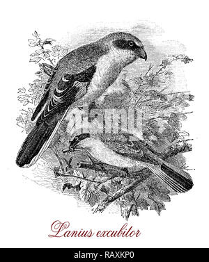 Vintage incisione di grande grigio shrike, grandi songbird con grigio perla di testa e un occhio nero maschera, carnivori e roditori hunter Foto Stock