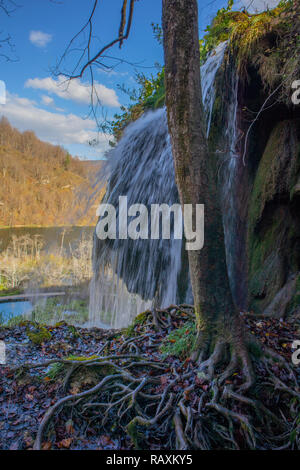 Impressionante cascata dietro le maestose radici. Laghi di Plitvice, Croazia Foto Stock