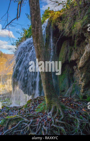 Impressionante cascata dietro le maestose radici. Laghi di Plitvice, Croazia Foto Stock